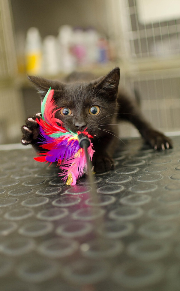 Beschäftigungsspielzeug für Katzen - Pawsometime