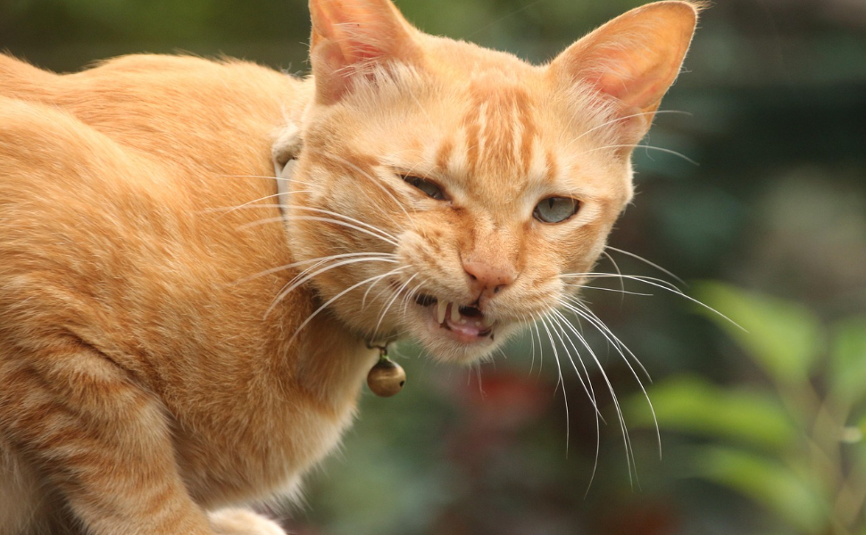Fellfarbe der Katze - Pawsometime