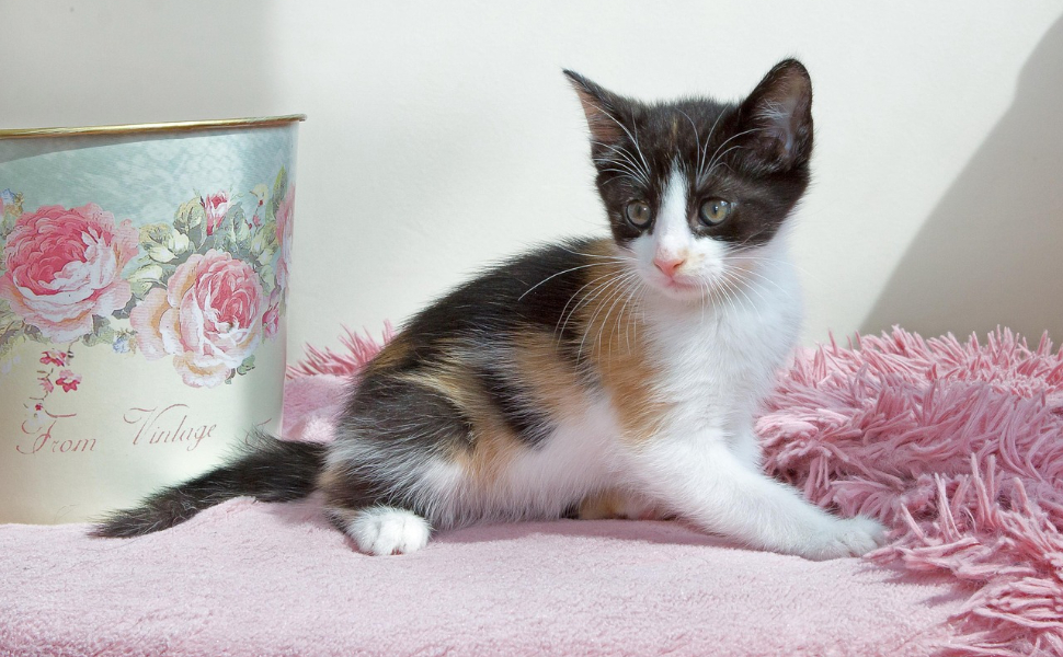 katzen kratz ecken - Pawsometime