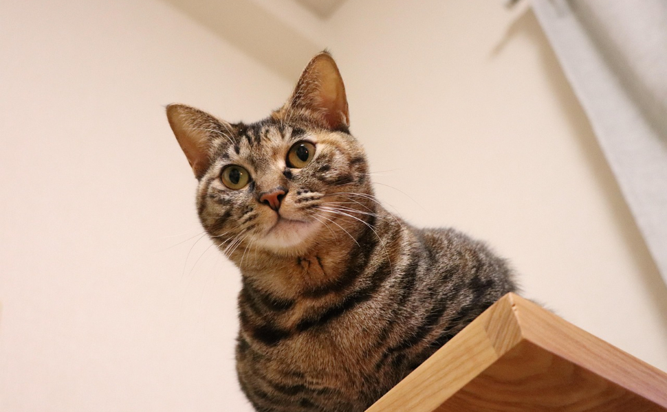 Kratzbaum für große Katzen - Pawsometime