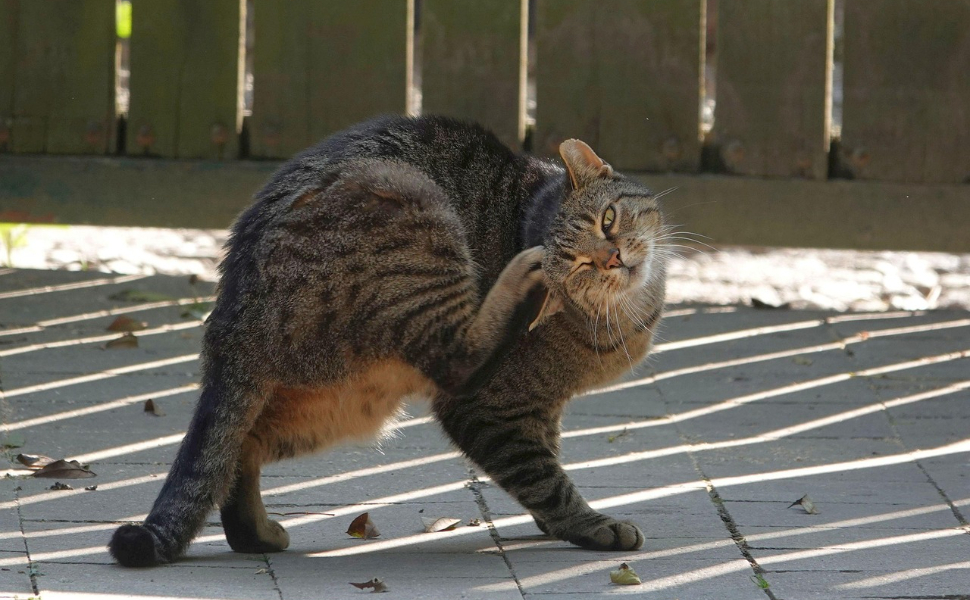 Katze - Pawsomtime