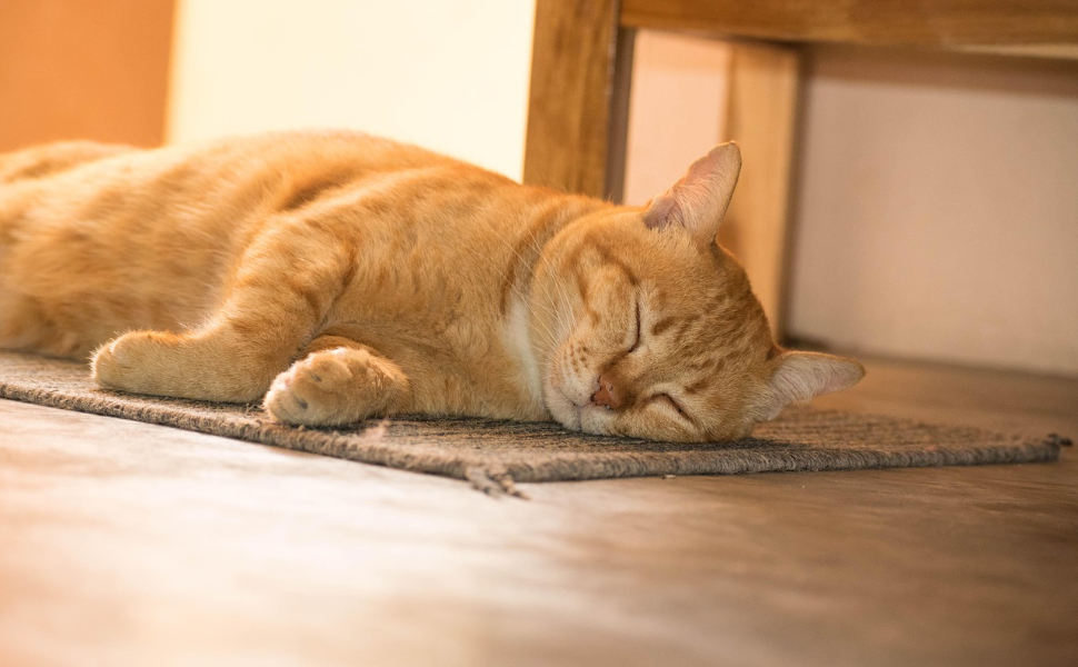 Schlafende Katze - Pawsometime