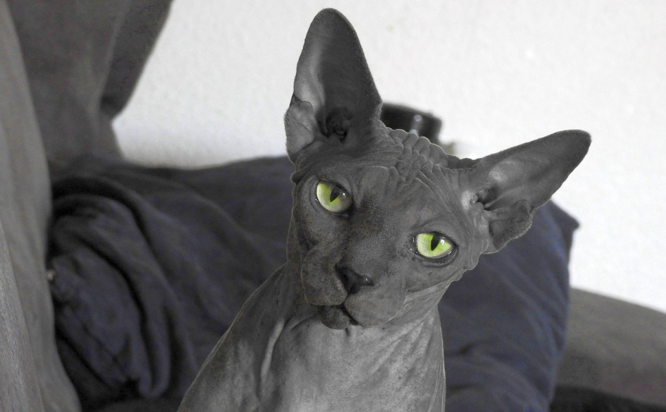 Peterbald-Katze - Pawsometime