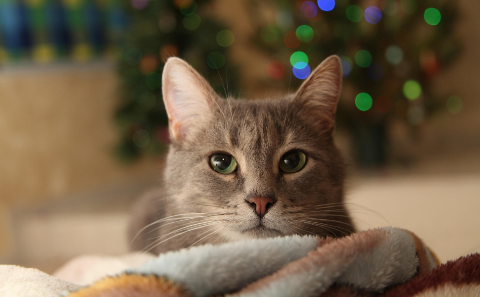 Farbe Katze - Pawsometime