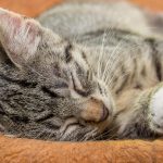 Wie lange schlafen alte Katzen?