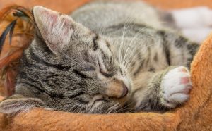 wie lange schlafen alte katzen - Pawsometime