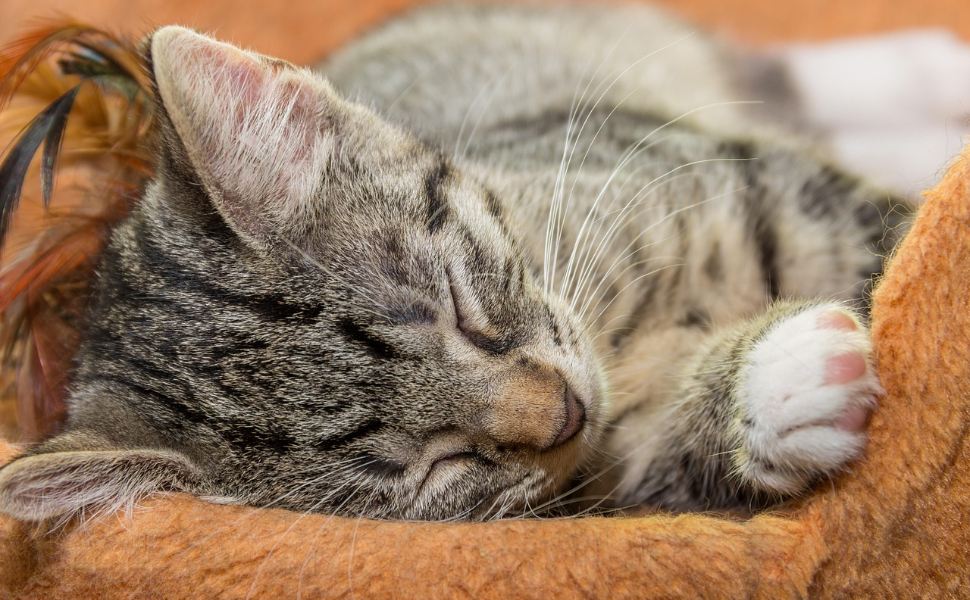 wie lange schlafen alte katzen - Pawsometime