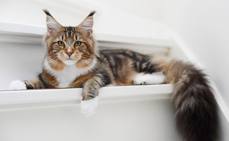 Maine Coon Katze - Pawsometime