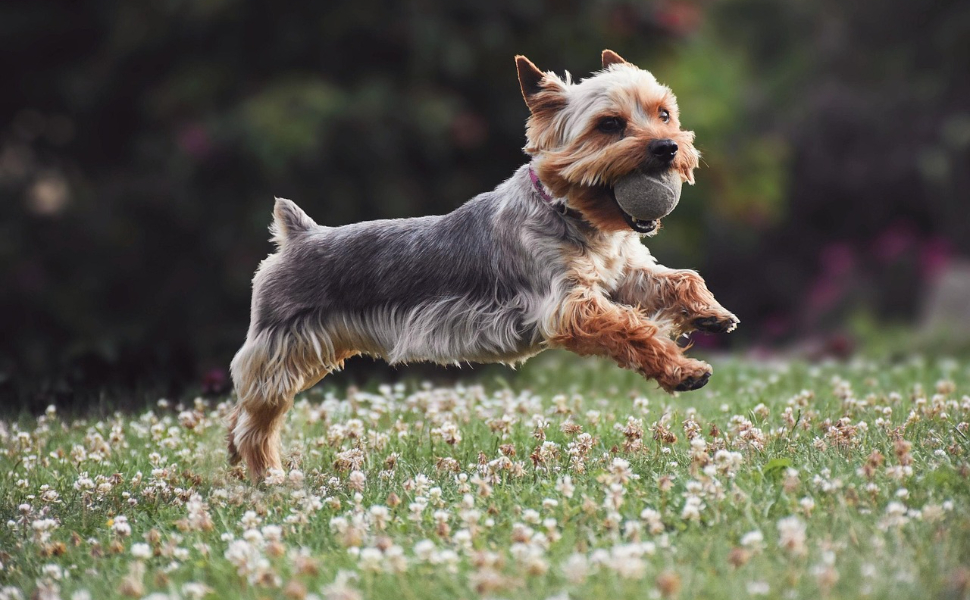 Hund spielt mit Ball - Pawsometime