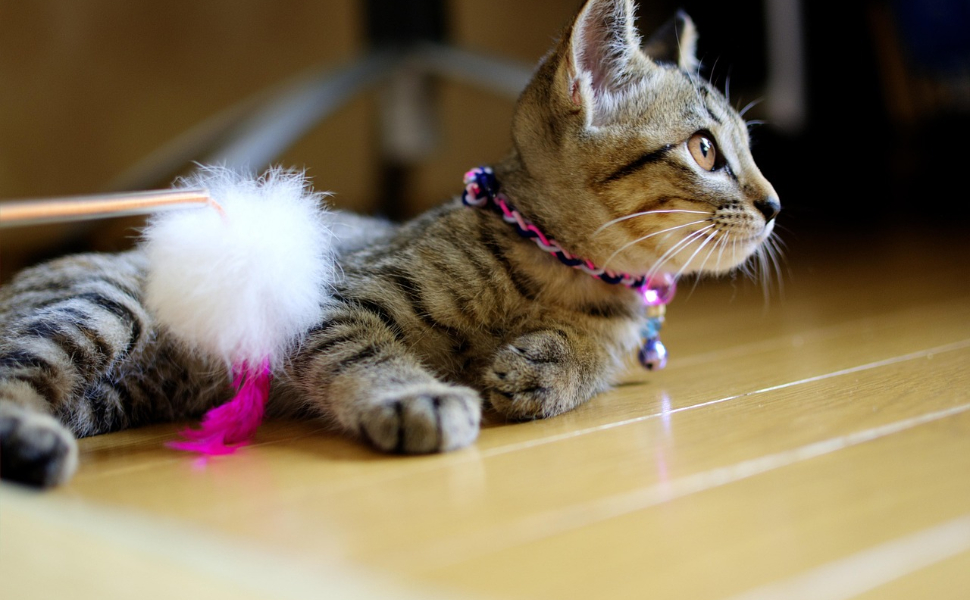 Laserpoint für Katzen - Pawsometime