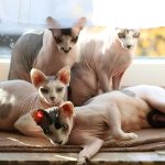 Welche Katze haart wenig?