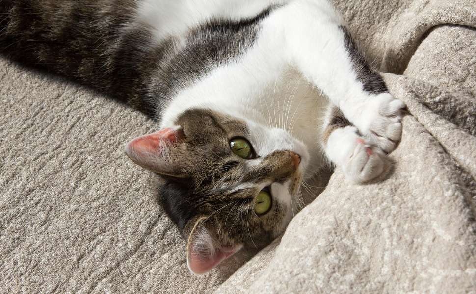 Katzen im Winter - Pawsometime