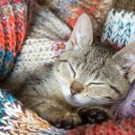 Wie viel schlafen Katzen?
