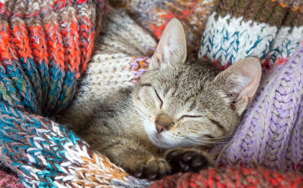 wie viel schlafen katzen - Pawsometime