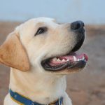 Wie viele Zähne haben Hunde?