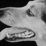 Wann ist der Zahnwechsel beim Hund?