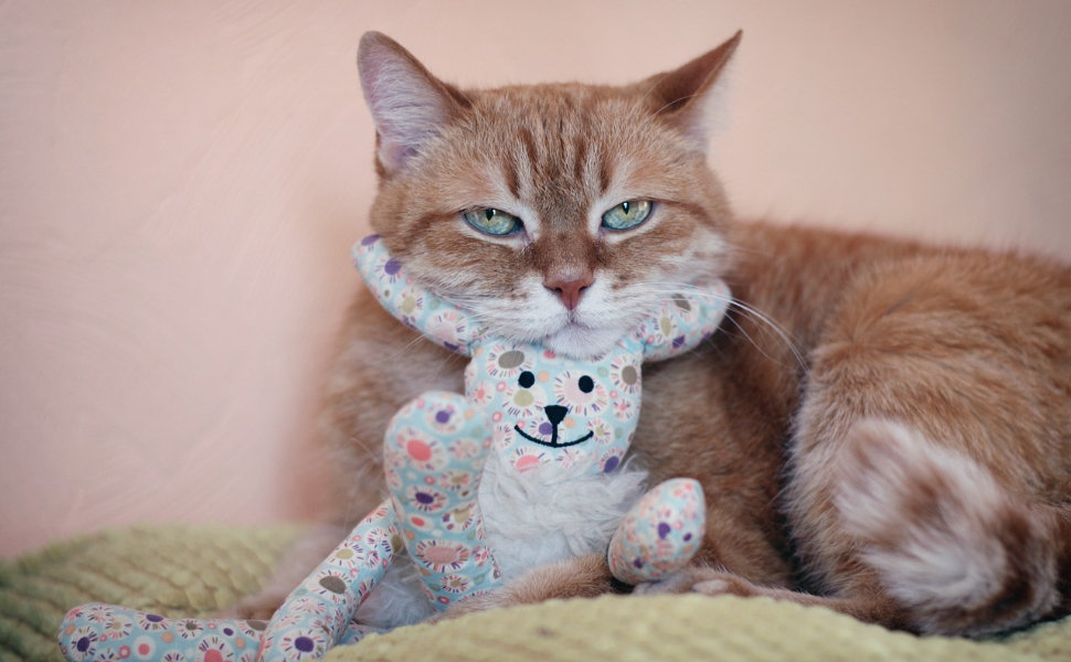 Kauspielzeug für Katzen - Pawsometime