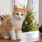 Was frisst eine Katze?