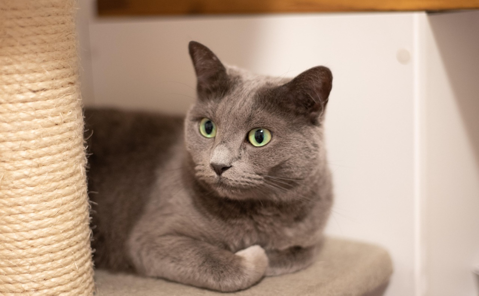 Katzenbaum Stabil - Pawsometime