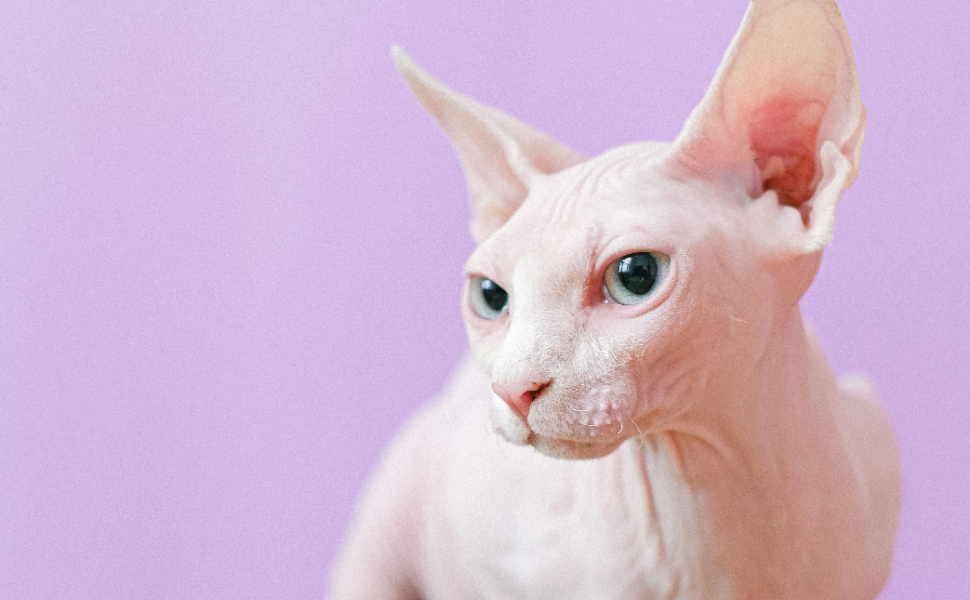 Sphynx-Katze - Pawsometime