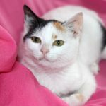 Welche Katzenrasse passt zu mir?