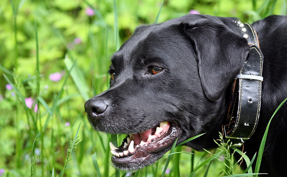 Schwarzer Labrador - Pawsometime