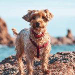 Wie lange leben Hunde? Was Sie über die Lebensphasen Ihres Hundes wissen müssen