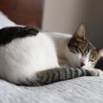 Schlafen Katzen im Winter mehr?