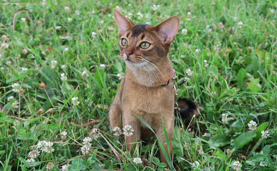 Katzen - Pawsometime