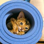 Sehen Katzen schwarz weiß?