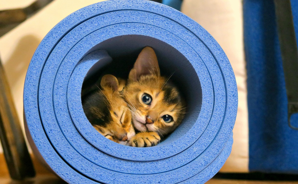 Sehen Katzen schwarz weiß - Pawsometime