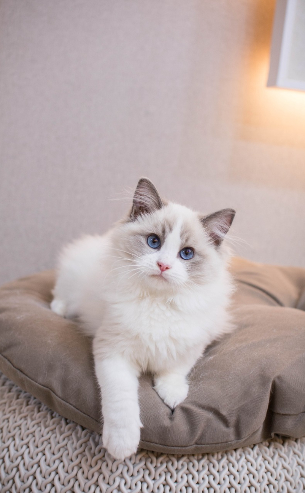 Blauäugige Ragdoll-Katze - Pawsometime
