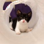 Vor was haben Katzen Angst?