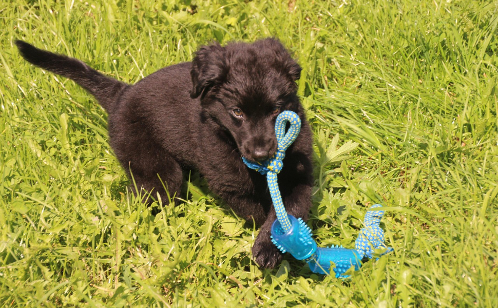 Hundespielzeug Unkaputtbar - Pawsometime