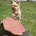 Wann ist ein Hund ausgewachsen?