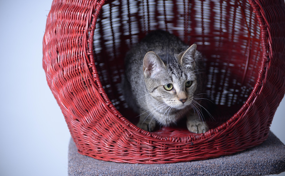 Gewebtes Katzenbett - Pawsometime