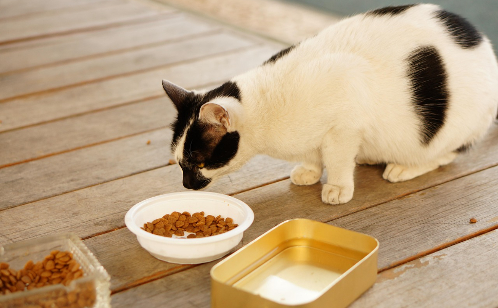 Nährstoffreiches Katzenfutter - Pawsometime