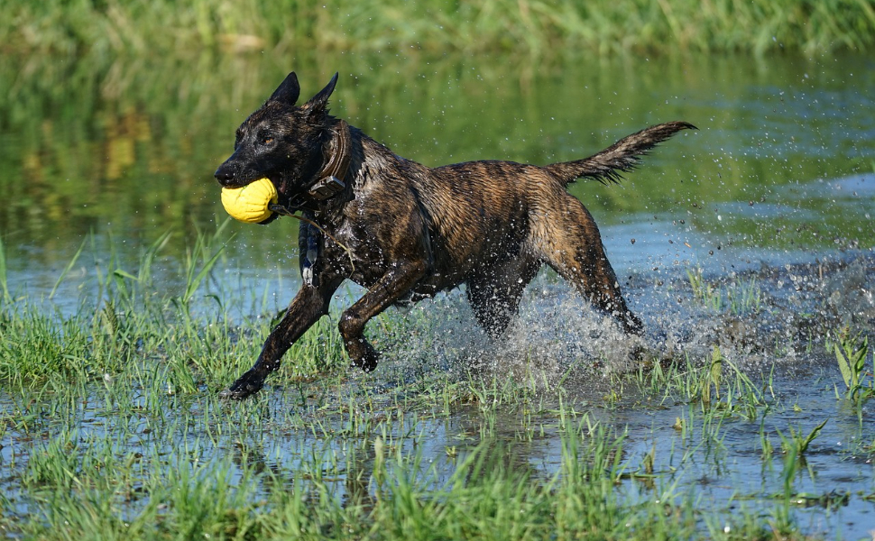 Hund - Pawsometime