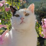 Welchen Geruch mögen Katzen nicht?
