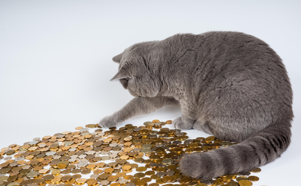Katze spielt mit Goldmünzen - Pawsometime