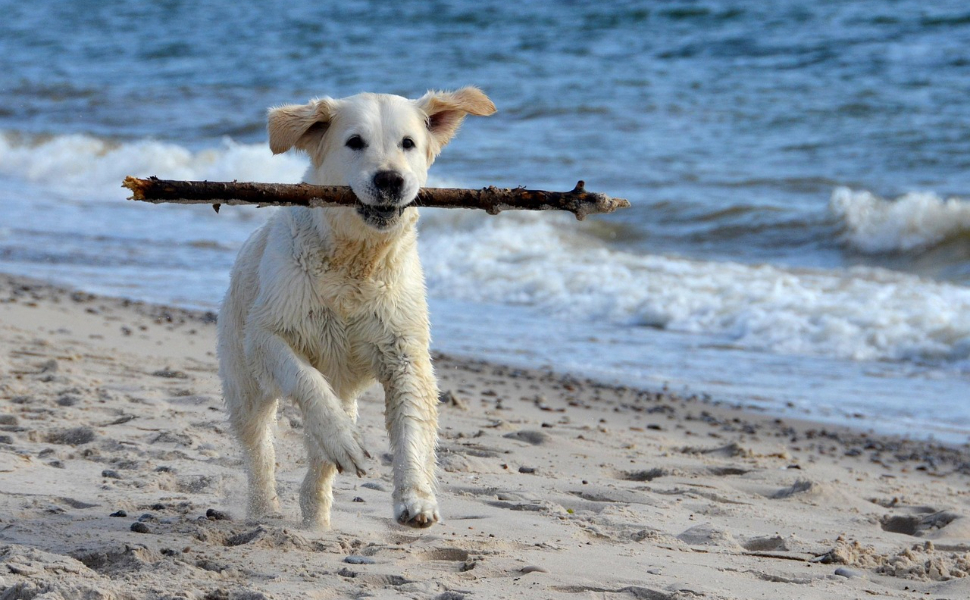 Hund läuft am Strand - Pawsometime