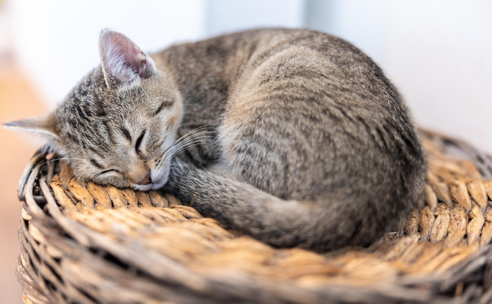 Schlafende Zibetkatze - Pawsometime