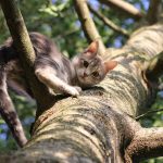 Ab wann ist eine Katze ausgewachsen?