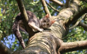 ab wann ist eine katze ausgewachsen - Pawsometime