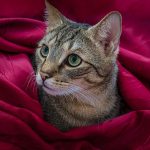 Warum verstecken sich Katzen?