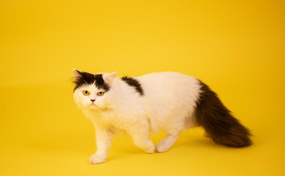 Katze - Pawsometime