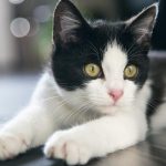 Katzen sehen Farben?
