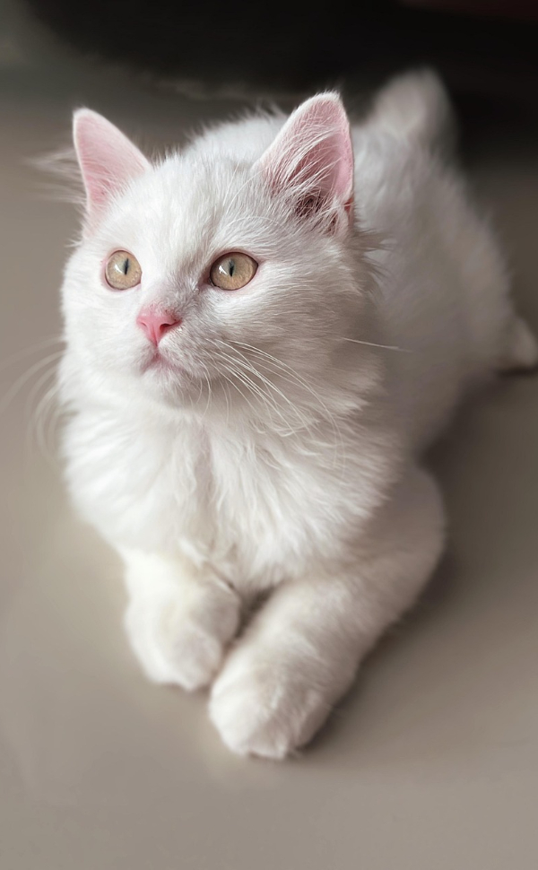Weiße Katze - Pawsometime