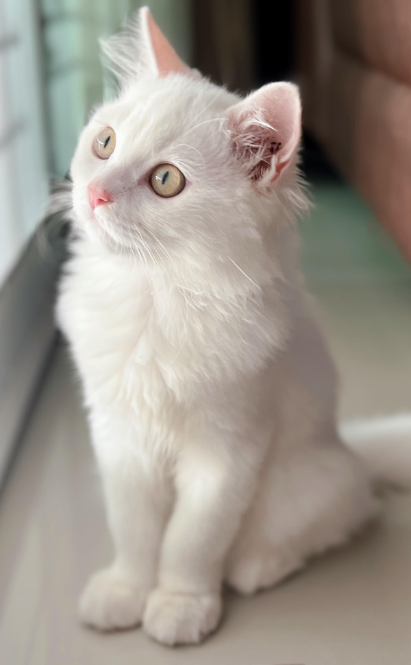 Weiße Katze - Pawsometime