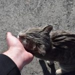 Wie kann man das Alter einer Katze feststellen?